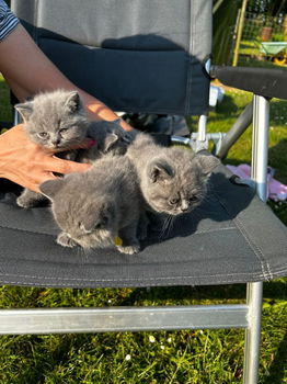 Britse korthaar kittens klaar voor verkoop - 2