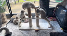 Britse korthaar kittens klaar voor verkoop