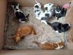 Kitten - 0 - Thumbnail