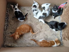 Kitten