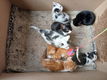Kitten - 1 - Thumbnail