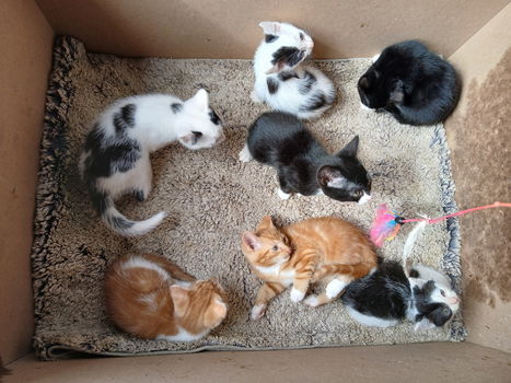 Kitten - 2