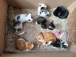Kitten - 2 - Thumbnail