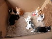 Kitten - 3 - Thumbnail