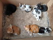 Kitten - 4 - Thumbnail