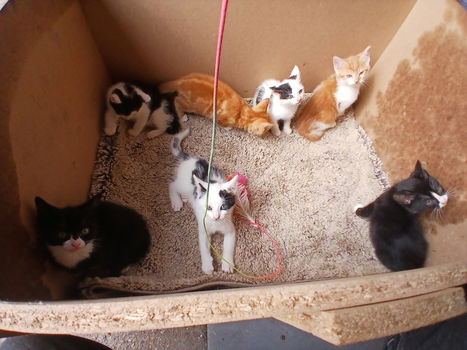 Kitten - 5