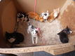 Kitten - 5 - Thumbnail