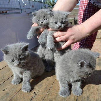 Britse korthaar kittens klaar voor verkoop - 0