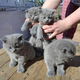 Britse korthaar kittens klaar voor verkoop - 0 - Thumbnail