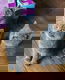 Britse korthaar kittens klaar voor verkoop - 0 - Thumbnail