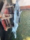 vw kever cabrio - 6 - Thumbnail