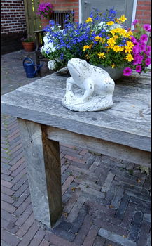 Betonnen beeld van een kikker - 5