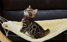Bengaalse kittens ter adoptie