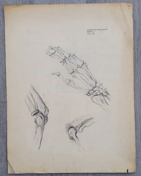 19 bladen met tekeningen door Magdalene Rosenbaum - 5