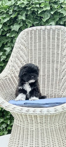 te koop mooie kleinblijvende speelse boomer pups