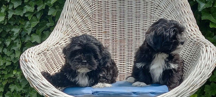 te koop mooie kleinblijvende speelse boomer pups - 1