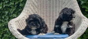te koop mooie kleinblijvende speelse boomer pups - 1 - Thumbnail