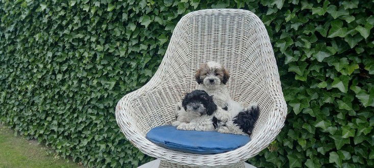 te koop mooie kleinblijvende speelse boomer pups - 2