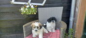 te koop mooie kleinblijvende speelse boomer pups - 3 - Thumbnail