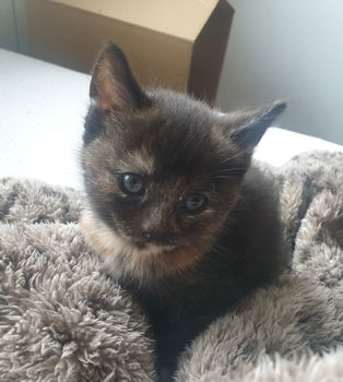 Kittens - 0