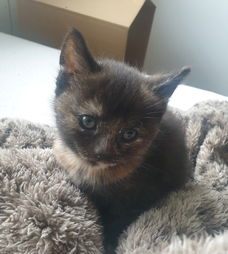 Kittens