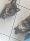 Kittens - 1 - Thumbnail