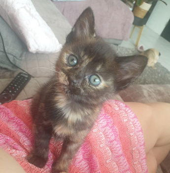 Kittens - 2