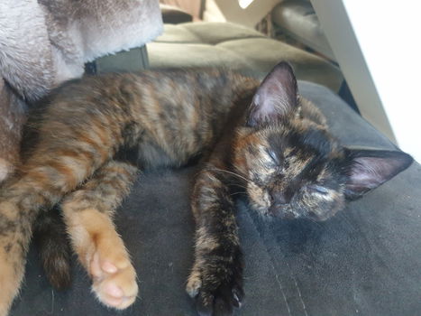 Kittens - 3
