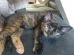 Kittens - 3 - Thumbnail