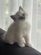 Raszuivere Ragdoll Katertje - 0 - Thumbnail