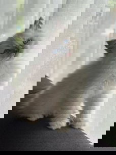 Raszuivere Ragdoll Katertje