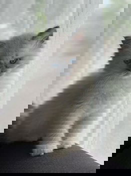 Raszuivere Ragdoll Katertje - 1