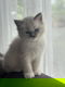 Raszuivere Ragdoll Katertje - 1 - Thumbnail