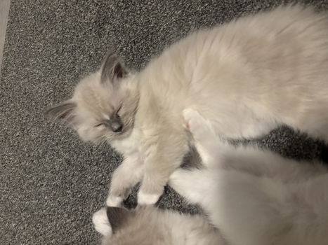 Raszuivere Ragdoll Katertje - 6