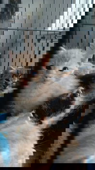 6 cyperse korthaartjes - 0