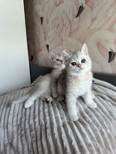 Brits korthaar kittens
