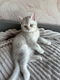 Brits korthaar kittens - 1 - Thumbnail