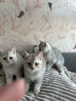 Brits korthaar kittens - 2
