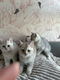 Brits korthaar kittens - 2 - Thumbnail