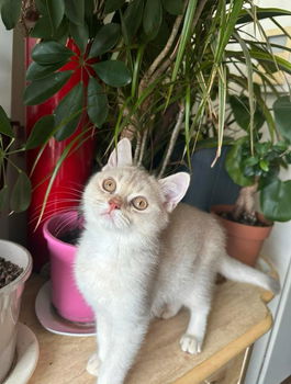 Brits korthaar kittens - 3
