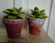 Succulenten in pot - gehaakt - erg apart
