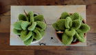 Succulenten in pot - gehaakt - erg apart - 3 - Thumbnail