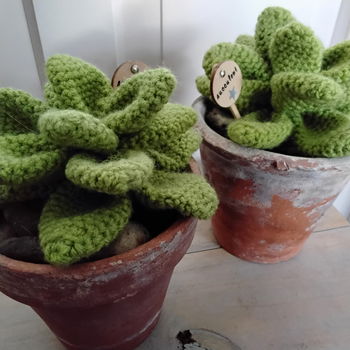 Succulenten in pot - gehaakt - erg apart - 4