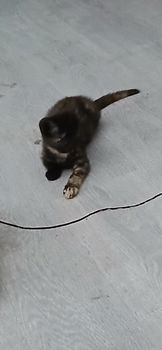 Schattige kittens - 0
