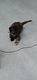Schattige kittens - 0 - Thumbnail