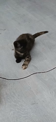 Schattige kittens