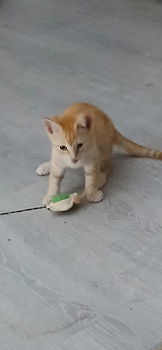 Schattige kittens - 1