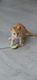 Schattige kittens - 1 - Thumbnail