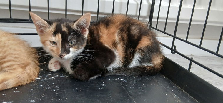 Schattige kittens - 2