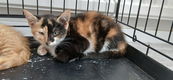 Schattige kittens - 2 - Thumbnail
